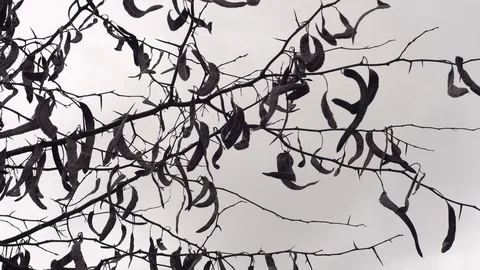 Wind in the branches of trees Stock Footage 99425170