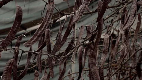 Wind in the branches of trees Stock Footage 99425214