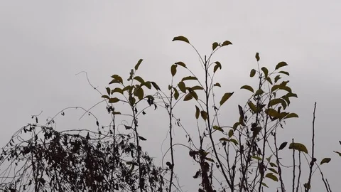Wind in the branches of trees Stock Footage 99425266