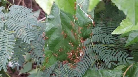 The wind breaks the ant nest. Stock Footage 260538468