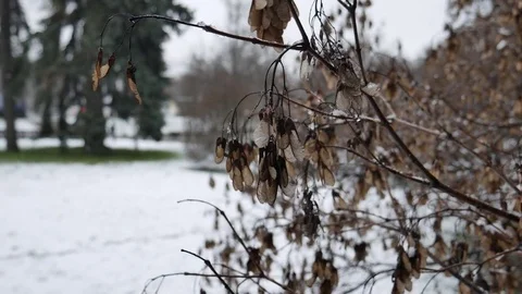 The wind breaks down the dead tree in winter 4K Stock Footage 83829815
