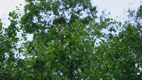 Wind breeze blowing trough birch backlit tree leaves, upward 4k definition Stock Footage 130072488