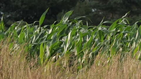 Wind Breeze Blowing at Wild Grass and Corn Field, Medium Static Shot Stock Footage 212380584