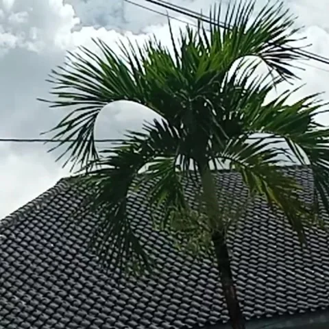 Wind breeze Видео 232368296