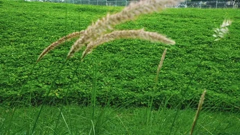 Wind breeze Stock Footage 233665411