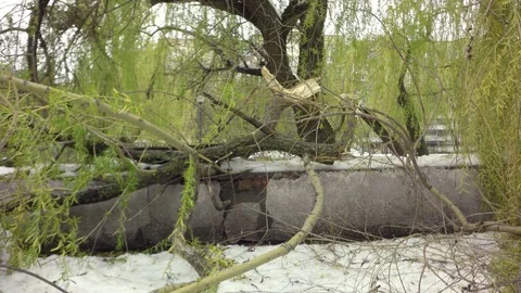 The wind broke the trees. Snow on green trees. Video stock 74866879