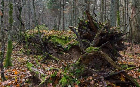Wind broken old oak trees broken lying inside deciduous stand of Bialowieza F Foto stock