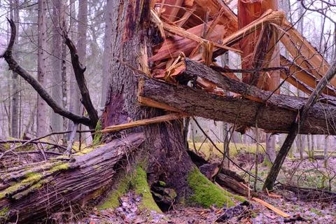 Wind broken spruce in foreground and second one in background in water lying. Foto stock