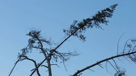 Wind-broken trees 스톡 동영상 84199394