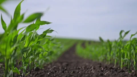Wind brushes across corn plants growing in symmetry. Stock Footage 316424257