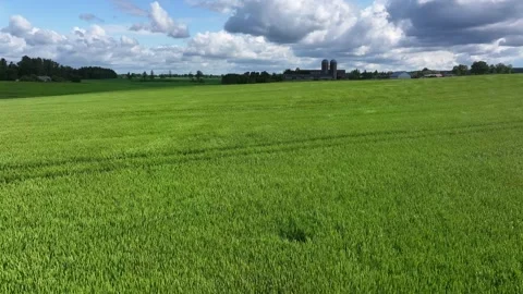 The wind brushes the grain field 스톡 동영상 321523168