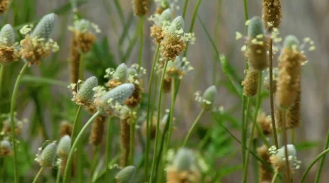 Wind on the buds 库存影片 701364