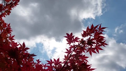 Wind Bush Sky Video Video stock 246641048
