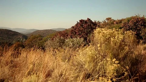 Wind in the bush on top of the hill Stock Footage 73663216