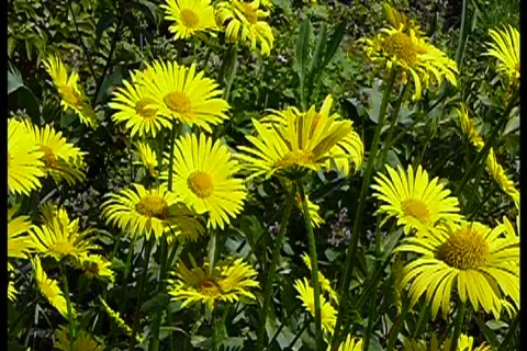 Wind &amp; camomile Stock Footage 712890