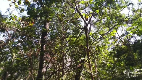 Wind carries the leaves Video stock 169357391