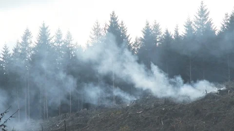 Wind Carries Smoke From Fire On Forest Hillside Video stock 99698148