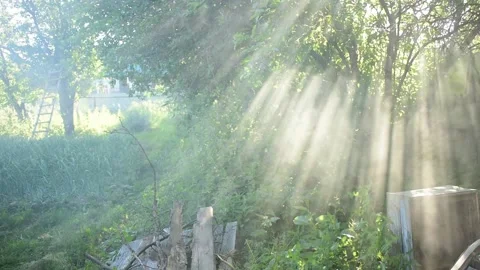 The wind carries smoke through the branches of trees and shrubs Stock Footage 167280171