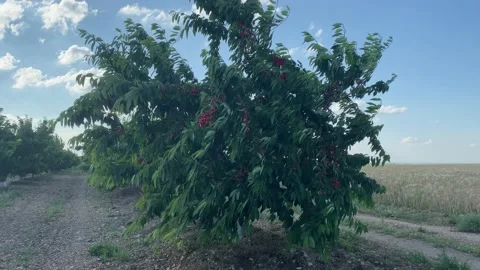 The wind in the cherry orchard Vídeo Stock 157035498