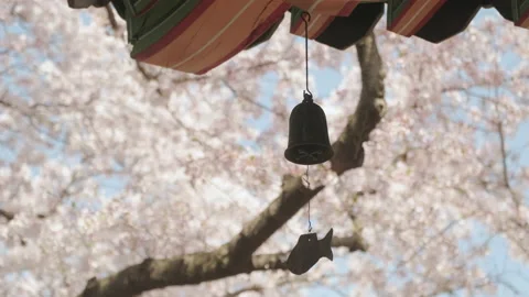 A wind chime hanging on the edge of the eaves with cherry blossoms in the backgr Stock Footage 159477989