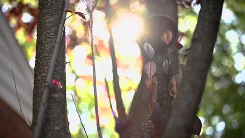 Wind chimes Stock Footage 133194170