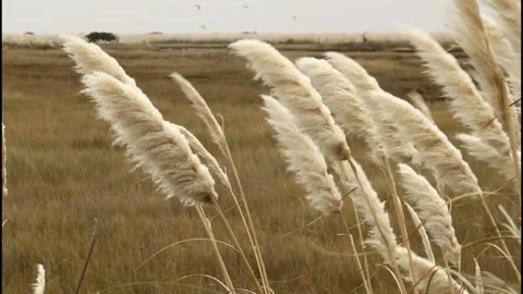 The wind on a cloudy day moves the Cortaderia Selloana. Stock Footage 146671923