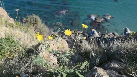 Wind on the coast Stock Footage 151541992