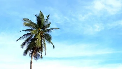 Wind coconut with beautiful clouds in blue sky Stock Footage 70550588