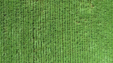 Wind in a corn field Stock Footage 135725415