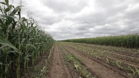 The wind in the corn field Stock Footage 145680174