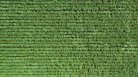 Wind in the Corn Video stock 135725707