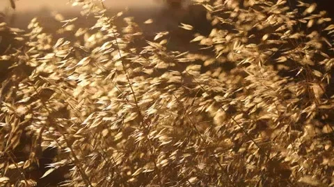 Wind on the country. Stock Footage 147200768