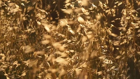 Wind on the country. Stock Footage 147200791