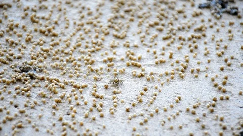 Wind Crab Stock Footage 115563118