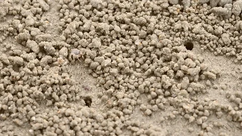 Wind crab, Ghost Crab or Ocypode habitats on beaches in Thailand Stock Footage 114196607