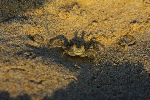 Wind Crab or ghost crab on the tropical country beach Stock Photos