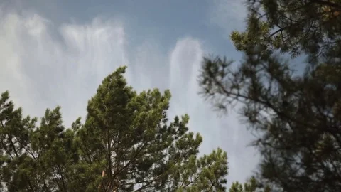 The wind is in the crowns of the pines. 動画素材 75751996