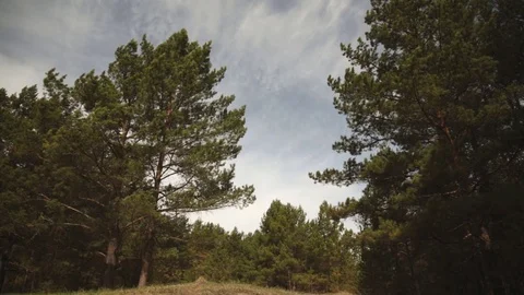 The wind is in the crowns of the pines. 動画素材 75752114