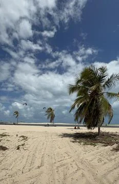 Wind of cumbuco beach touching the coconuts trees Stock Photos