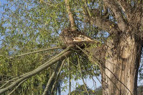 Wind damage to tree Stock Photos