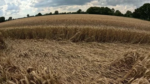 Wind Damaged Wheat Field Showing Flattened Grain Before Harvest in Germany Stock Footage 340913256