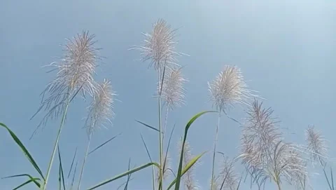 The wind dances at the edge sugarcane flowers. Vídeo Stock 333495370