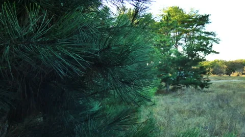 The wind develops pine branches, 4k video, footage Stock Footage 169313282