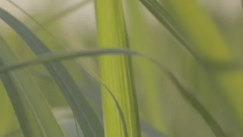 The wind dragging the flowers 스톡 동영상 149123966