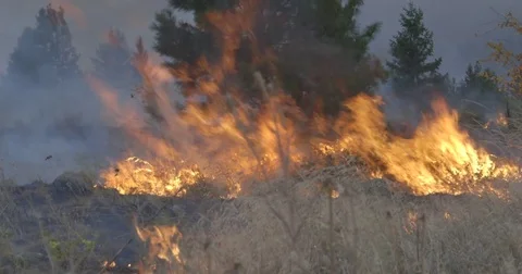 Wind-Driven Grass Fire Raging Across Field, forest fire, wildfire Stock Footage 78015760