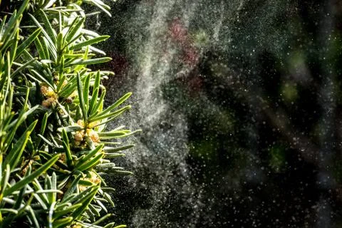 Wind driven pollen Foto stock