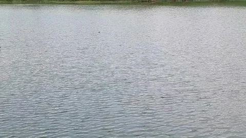 Wind Driven Ripples Moving Across the Water Surface Vídeos de archivo 343663757