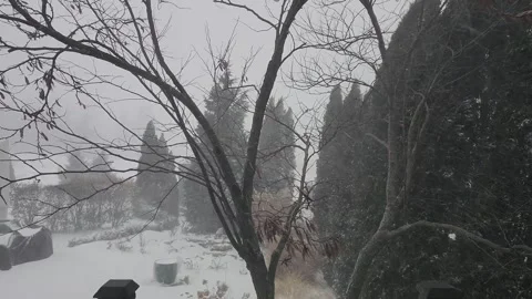 Wind Driven Snow Blowing Through Trees During Ontario Winter Storm Stock Footage 346182619