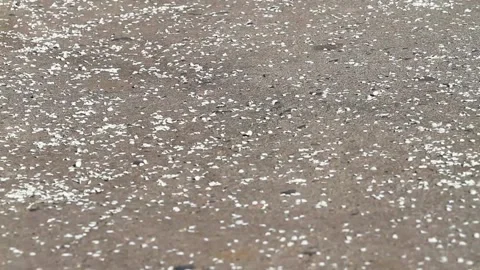 Wind drives on asphalt fallen cherry flowers Stock Footage 106470472