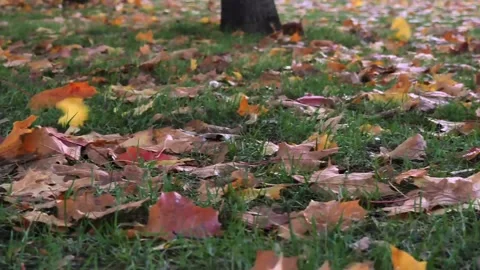 The wind drives the fallen leaves. Stock Footage 221852412